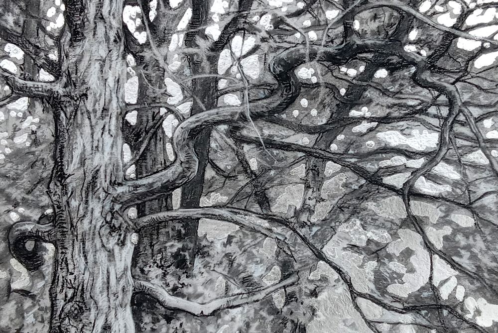 The Light Transfigured